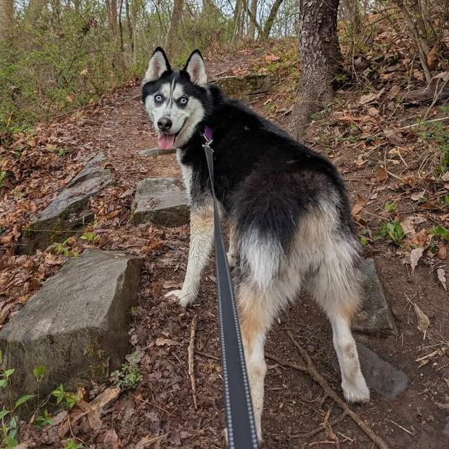 Enlarge Koda, a Adoptable Husky in Waynesboro, PA image 2/6