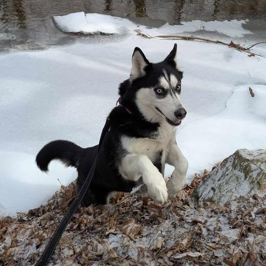 Enlarge Koda, a Adoptable Husky in Waynesboro, PA image 3/6