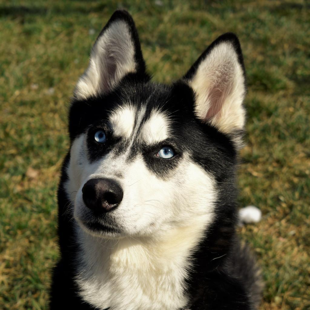 Enlarge Koda, a Adoptable Husky in Waynesboro, PA image 4/6
