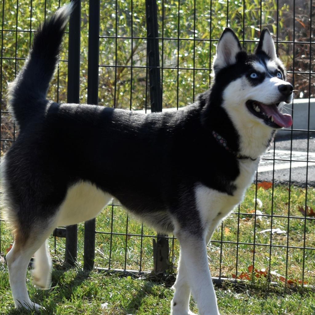 Enlarge Koda, a Adoptable Husky in Waynesboro, PA image 5/6