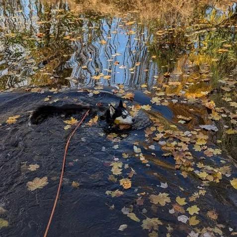 Enlarge Koda, a Adoptable Husky in Waynesboro, PA image 6/6