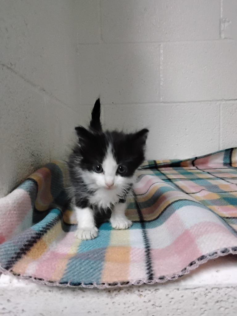 Uno, Adoptable, Kitten Female Domestic Medium Hair.