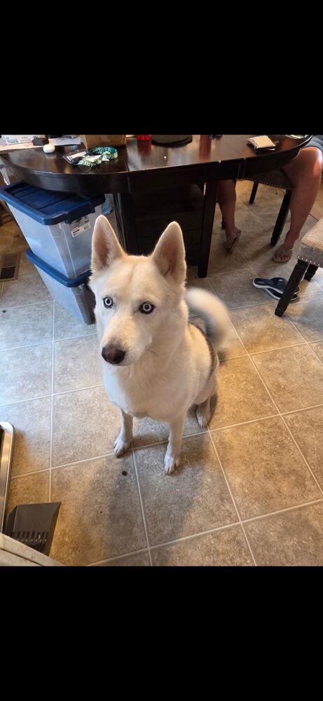 Sai, Adoptable, Adult Male Siberian Husky.