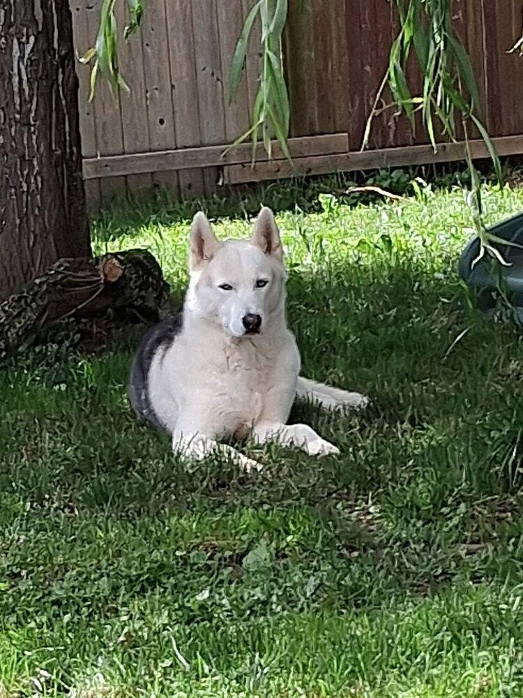 Enlarge Sai, a Adoptable Siberian Husky in Bellingham, WA image 2/6