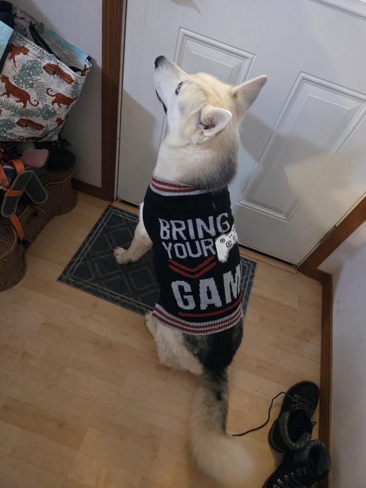 Enlarge Sai, a Adoptable Siberian Husky in Bellingham, WA image 3/6