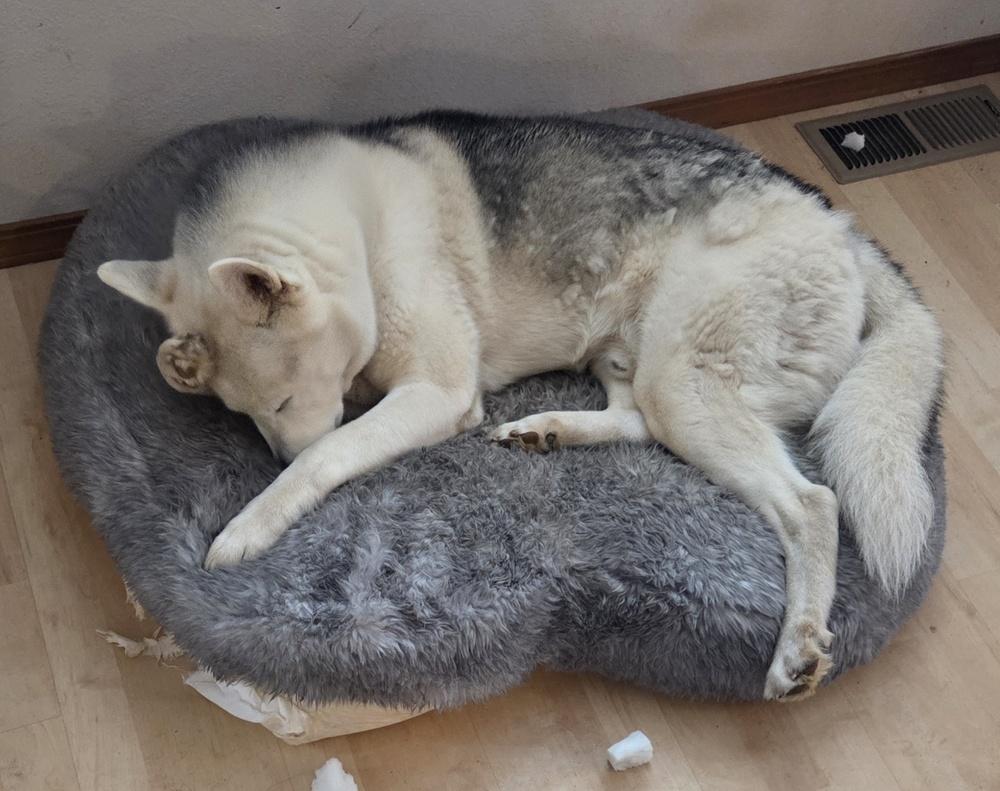 Enlarge Sai, a Adoptable Siberian Husky in Bellingham, WA image 4/6