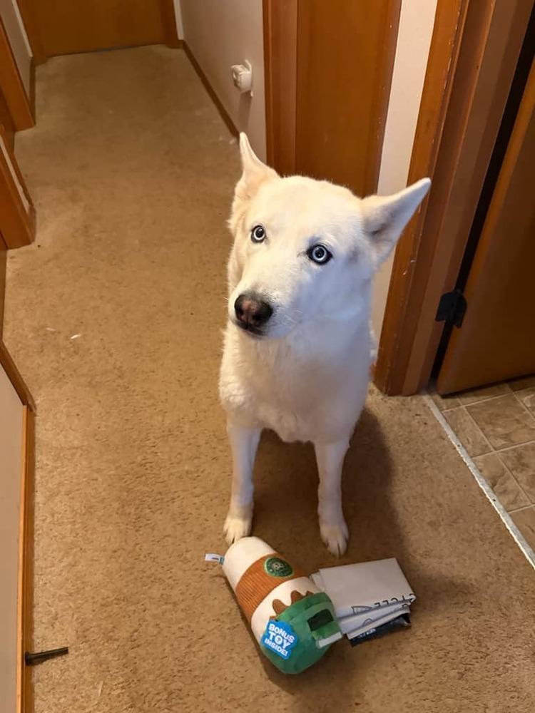 Enlarge Sai, a Adoptable Siberian Husky in Bellingham, WA image 6/6