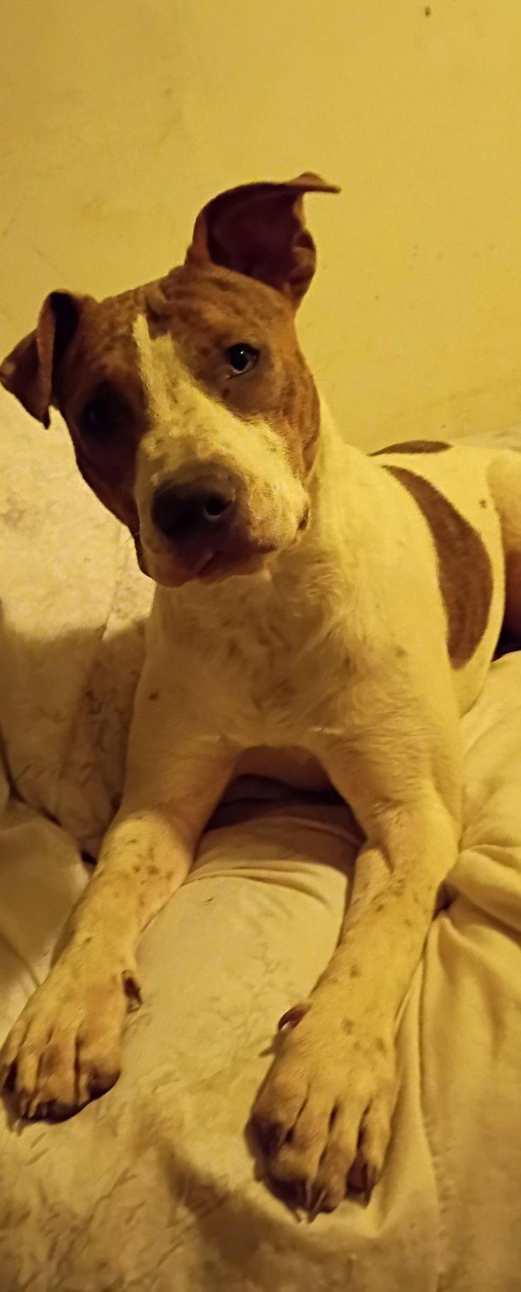 Enlarge Sassy/Tiny, a Adoptable Pit Bull Terrier in Woodland, CA image 1/1