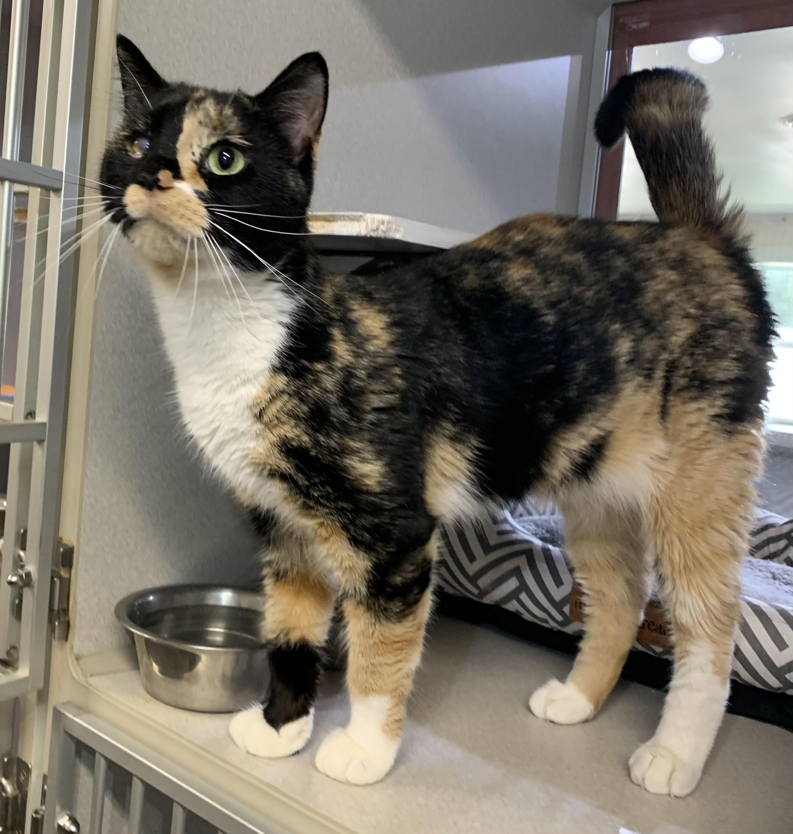 Dot SPONSORED, a ADOPTABLE mixed breed in Massena, NY image 2/2