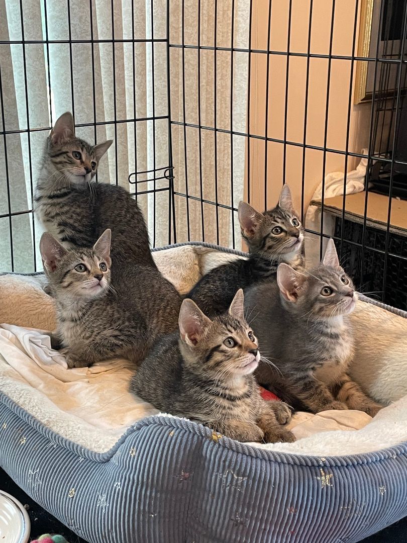 Enlarge Austin & Greyson , a Adopted Tabby in Westfield, NJ image 4/4