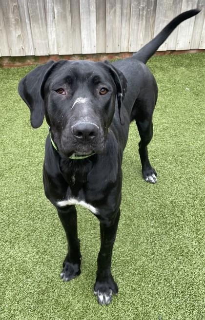 Tallulah, Adoptable, Young Female Mixed Breed & Mixed Breed.