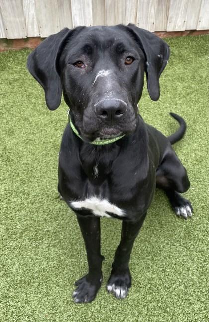 Tallulah, a Adoptable Mixed Breed in Eugene, OR image 2/3