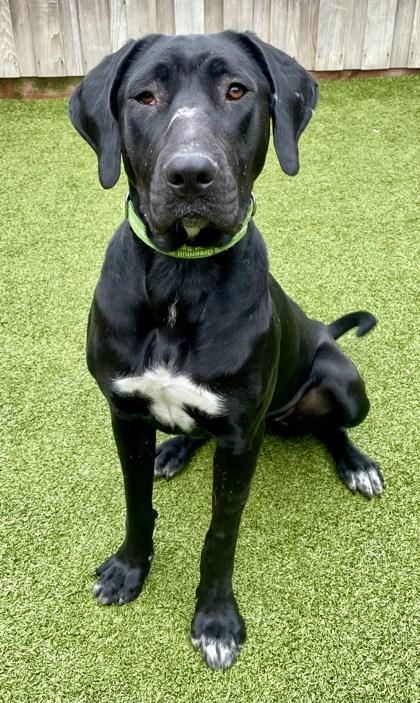 Tallulah, a Adoptable Mixed Breed in Eugene, OR image 3/3