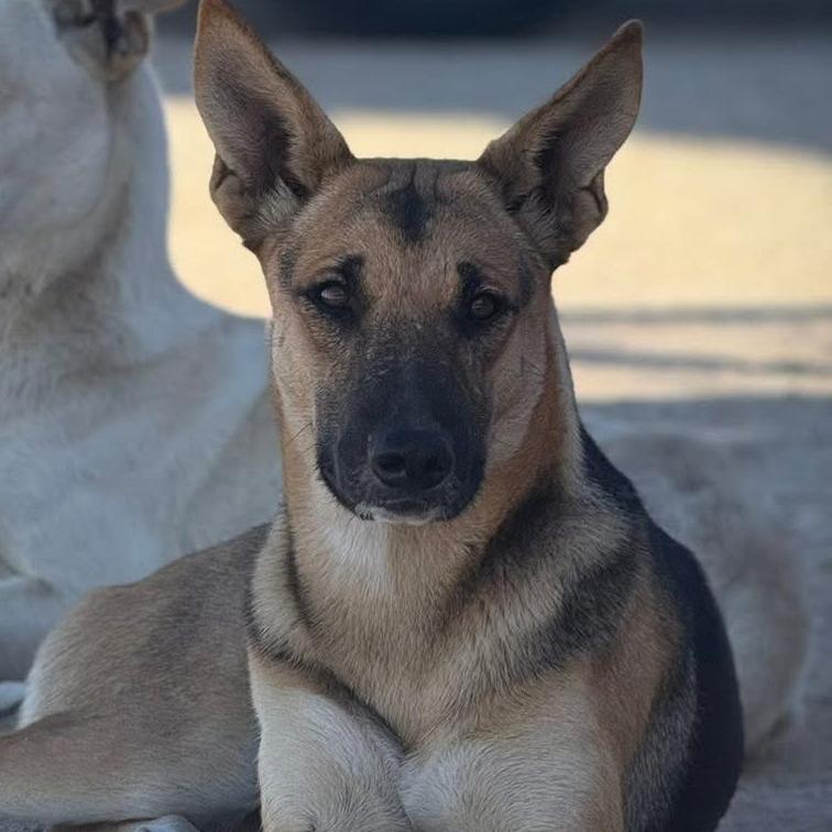Safari, Adoptable, Adult Female Shepherd.