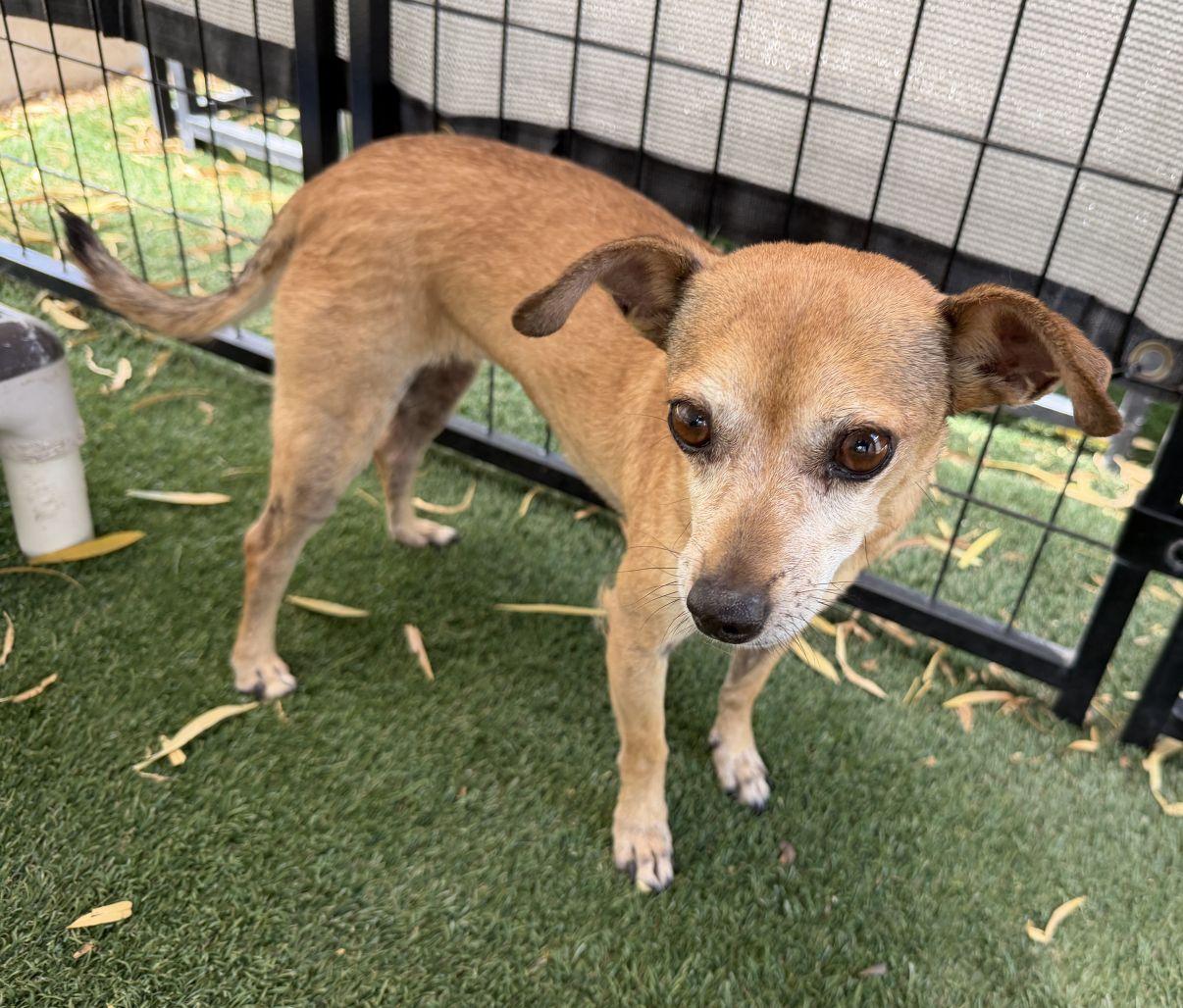 Enlarge Abbey, a Adopted mixed breed in El Paso, TX image 6/6