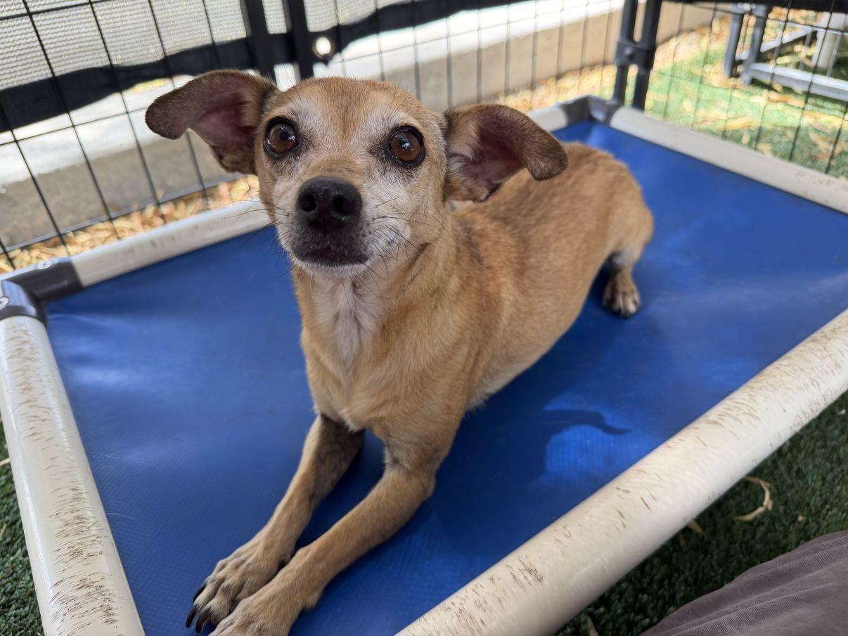 Enlarge Abbey, a Adopted mixed breed in El Paso, TX image 5/6