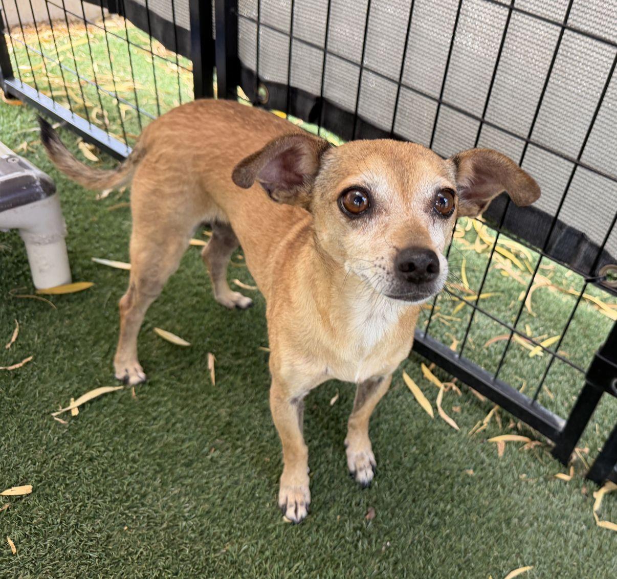 Enlarge Abbey, a Adopted mixed breed in El Paso, TX image 1/6