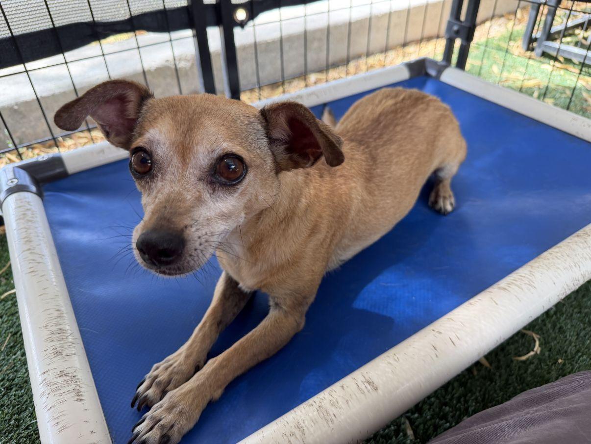 Enlarge Abbey, a Adopted mixed breed in El Paso, TX image 2/6