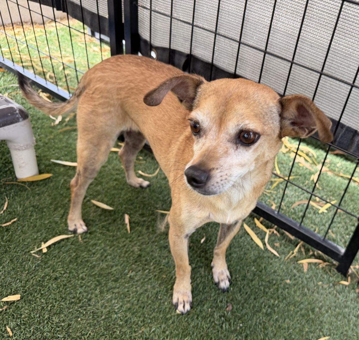 Enlarge Abbey, a Adopted mixed breed in El Paso, TX image 4/6