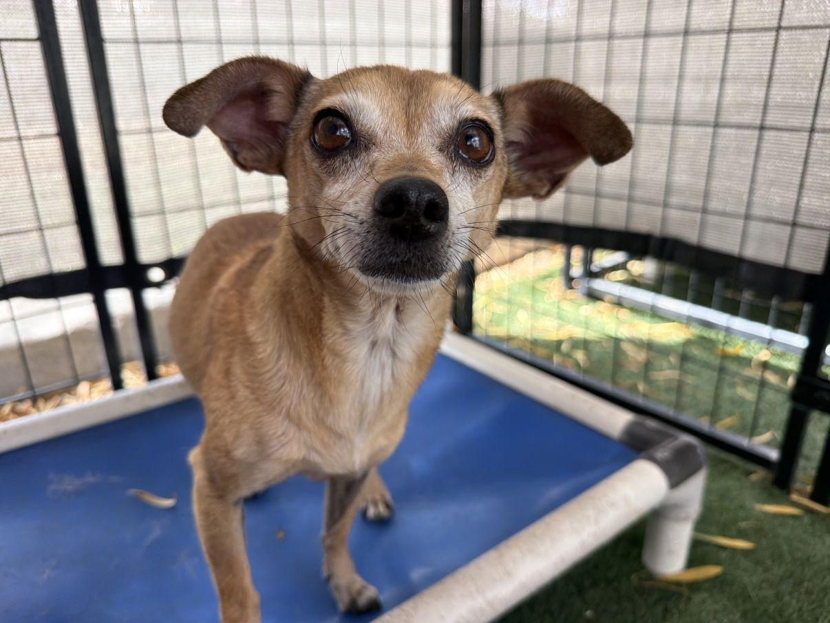 Enlarge Abbey, a Adopted mixed breed in El Paso, TX image 3/6