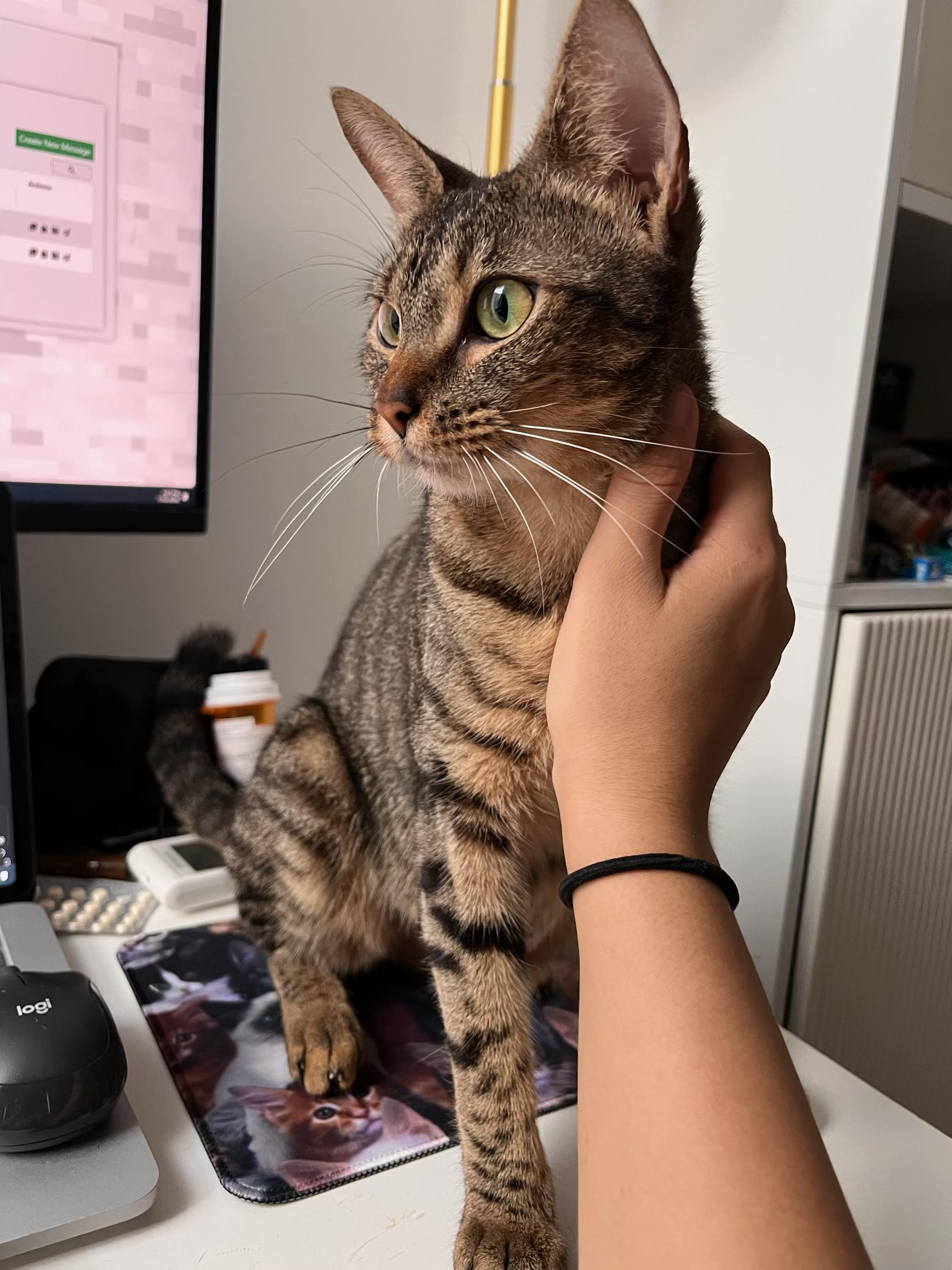 Enlarge Belladonna, a ADOPTABLE Domestic Short Hair in brooklyn, NY image 2/6