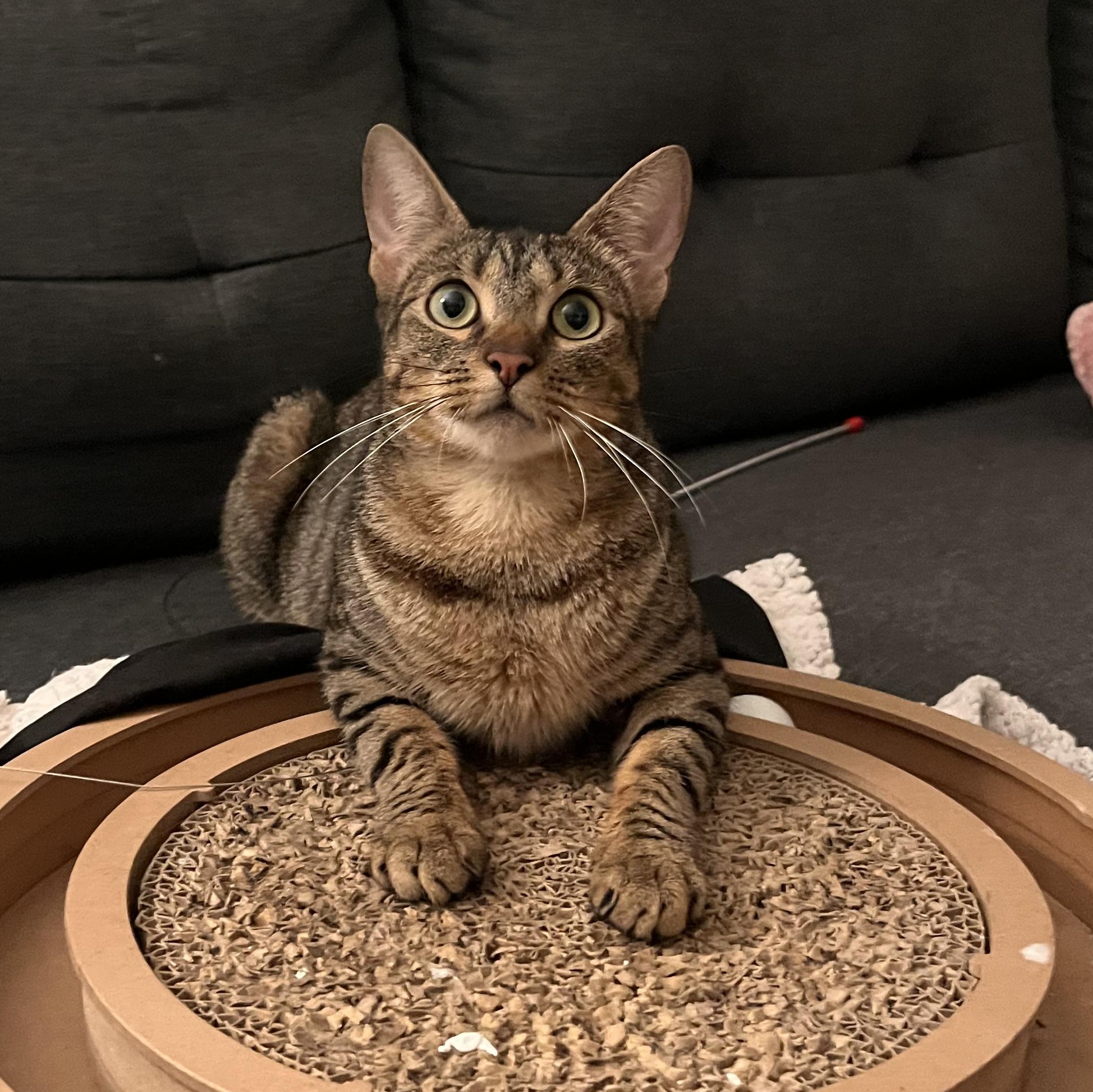 Belladonna, ADOPTABLE, Young Female Domestic Short Hair.