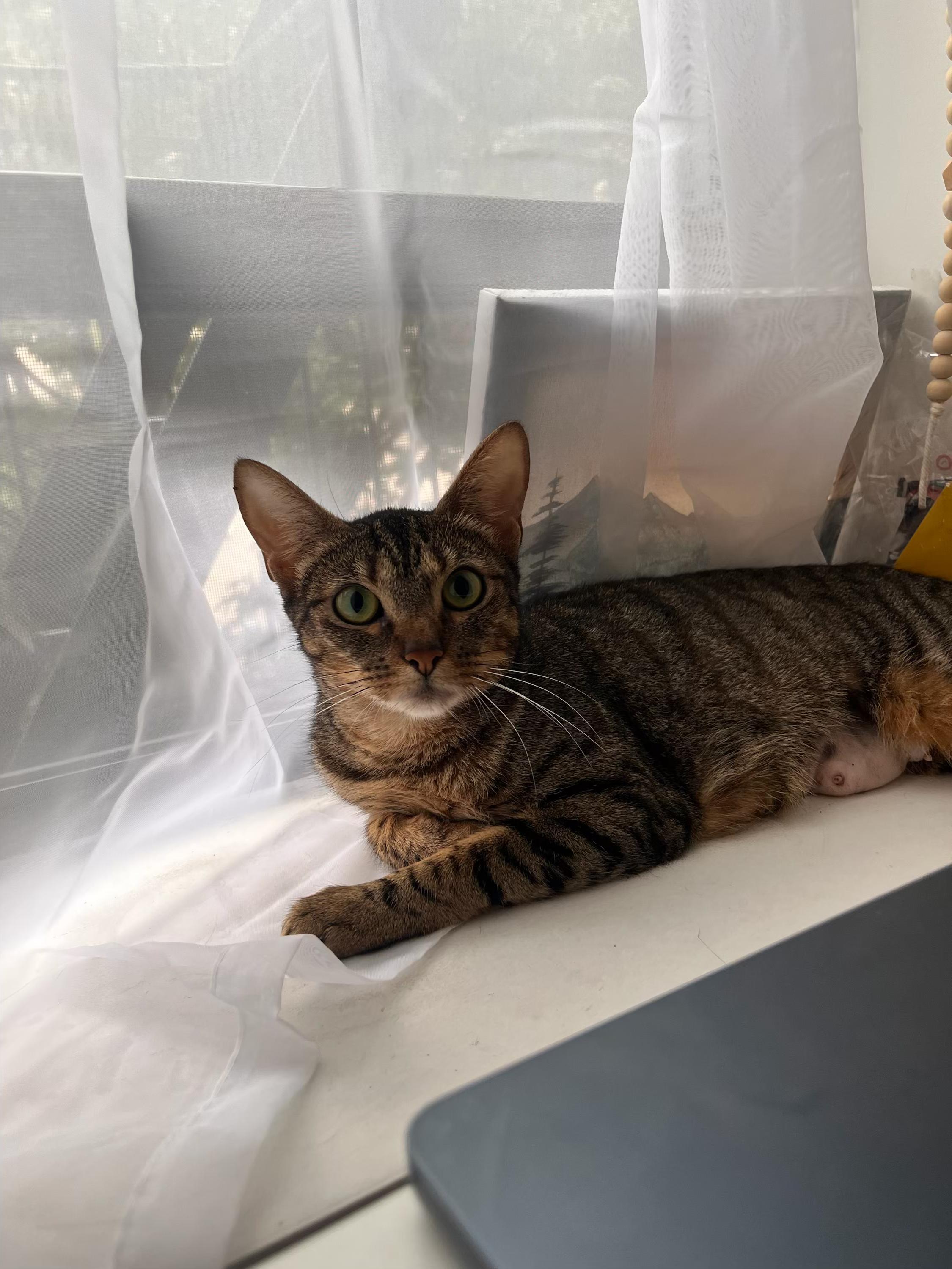 Enlarge Belladonna, a ADOPTABLE Domestic Short Hair in brooklyn, NY image 4/6