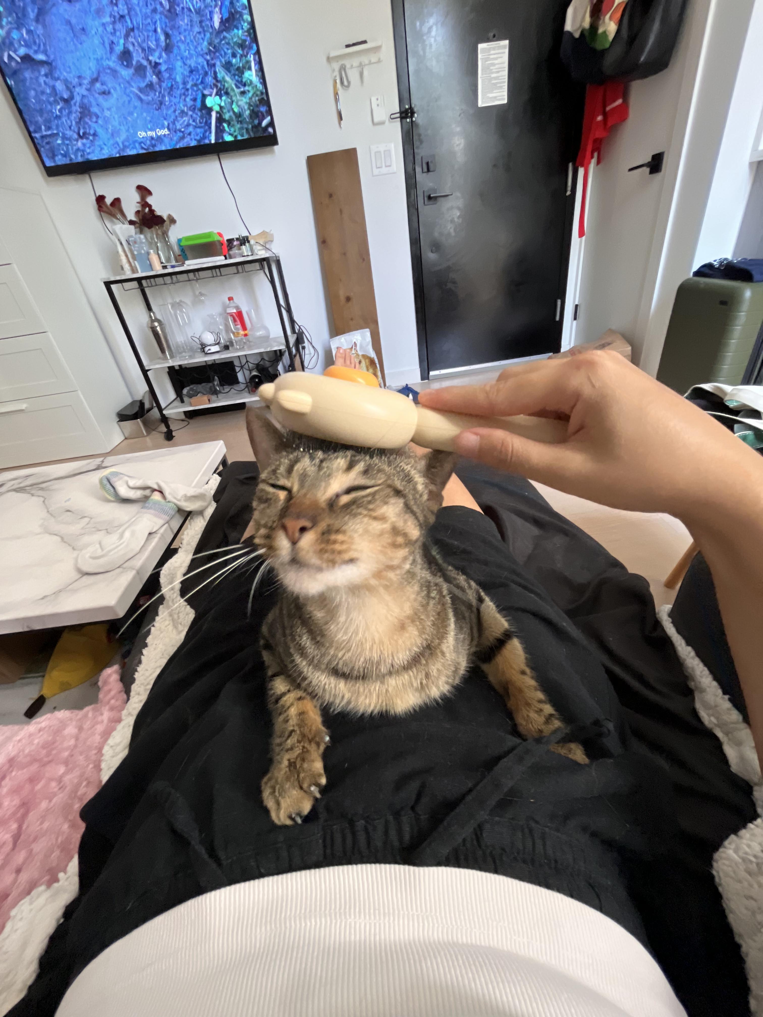 Enlarge Belladonna, a ADOPTABLE Domestic Short Hair in brooklyn, NY image 3/6