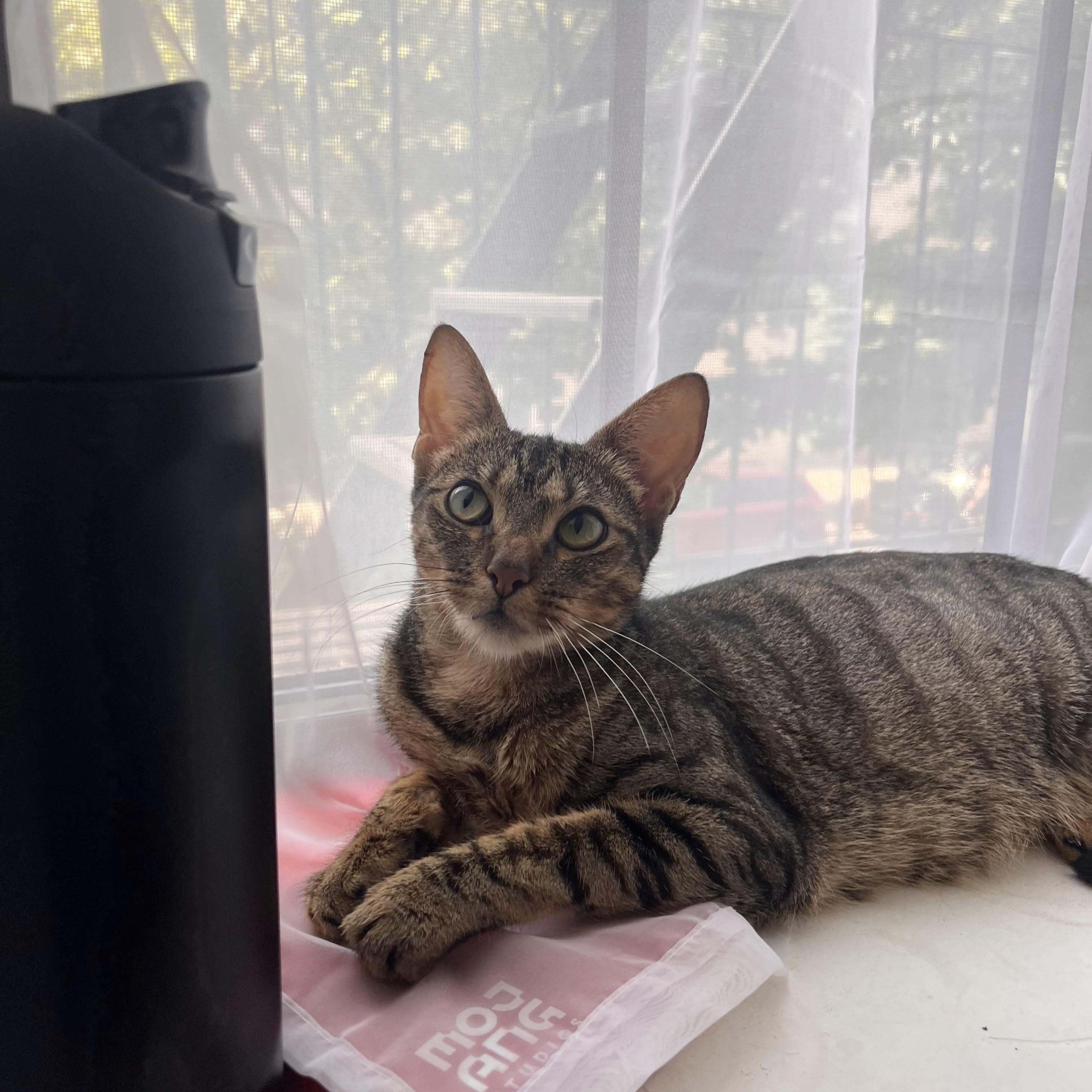 Enlarge Belladonna, a ADOPTABLE Domestic Short Hair in brooklyn, NY image 6/6