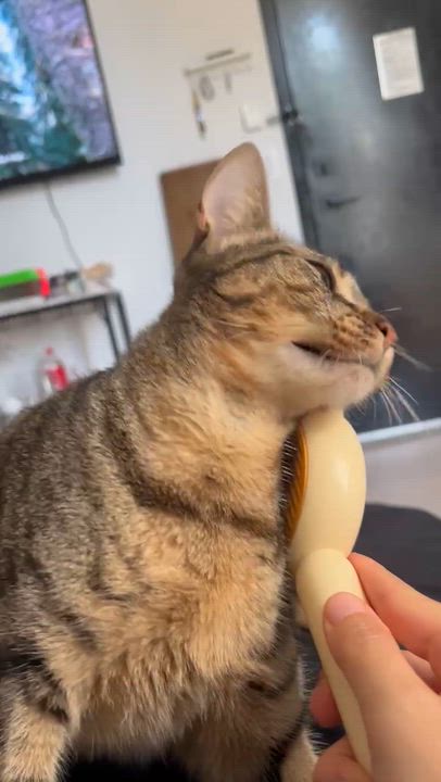 Enlarge Belladonna, a ADOPTABLE Domestic Short Hair in brooklyn, NY video 5/6