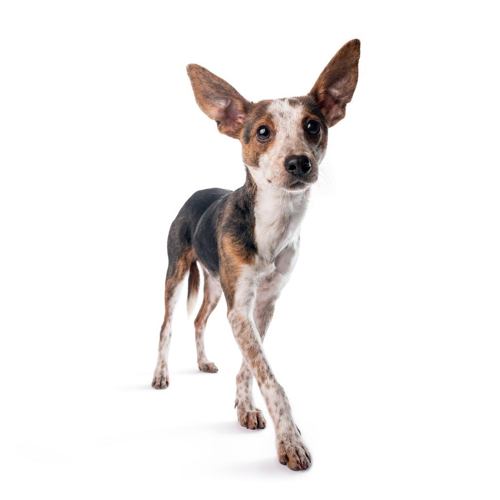 Enlarge Briggs, a Adoptable mixed breed in Chicago, IL image 1/4