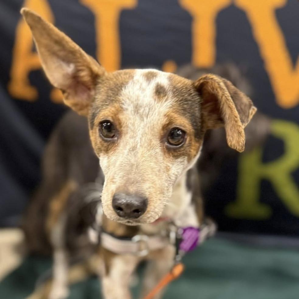 Enlarge Briggs, a Adoptable mixed breed in Chicago, IL image 2/4