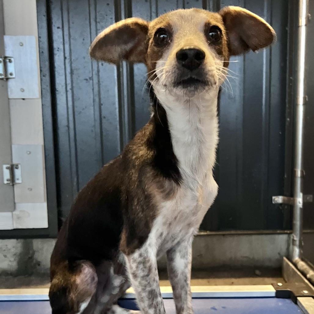 Enlarge Briggs, a Adoptable mixed breed in Chicago, IL image 3/4