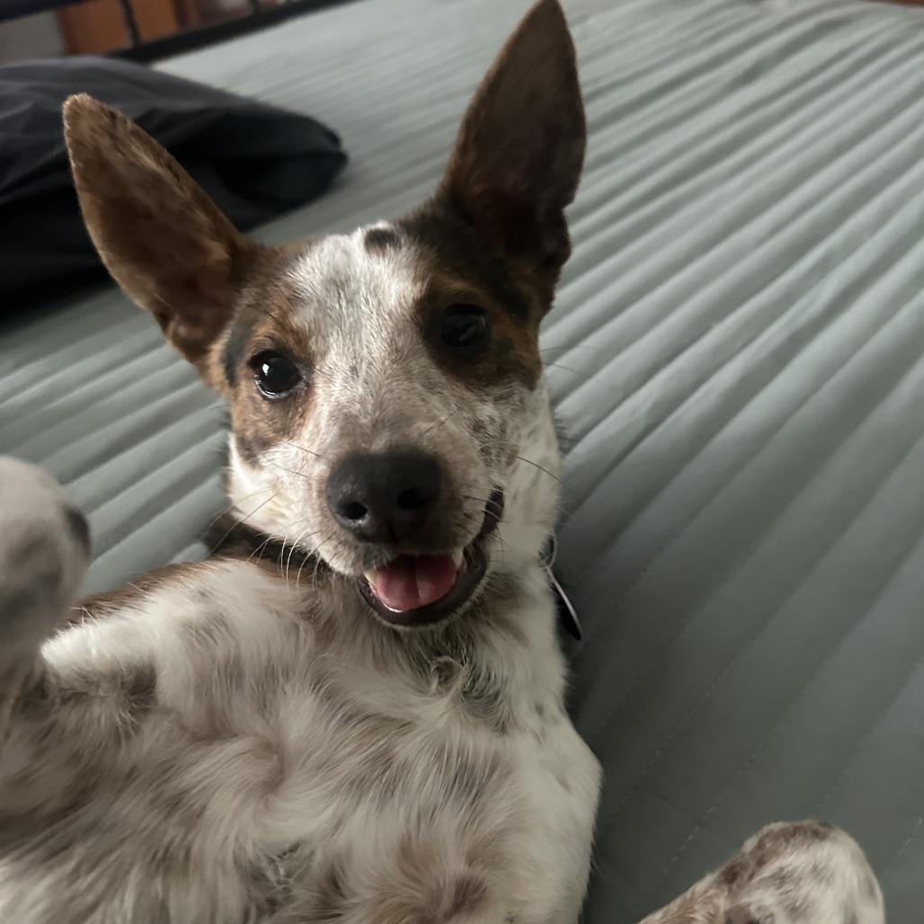 Enlarge Briggs, a Adoptable mixed breed in Chicago, IL image 5/6