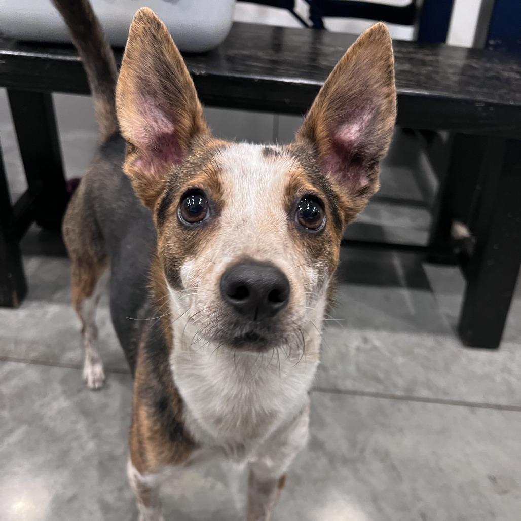 Enlarge Briggs, a Adoptable mixed breed in Chicago, IL image 5/6