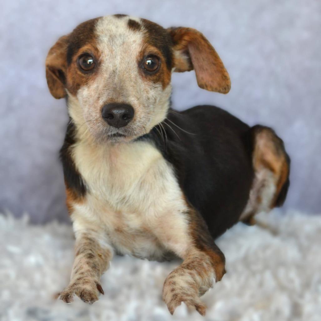 Enlarge Briggs, a Adoptable mixed breed in Chicago, IL image 4/4