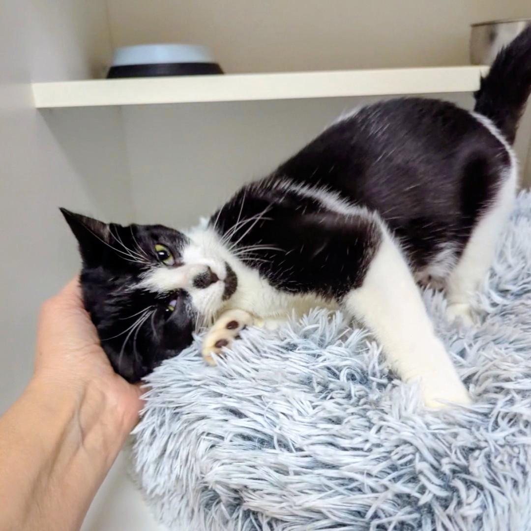 Gina, ADOPTABLE, Young Female Domestic Short Hair.