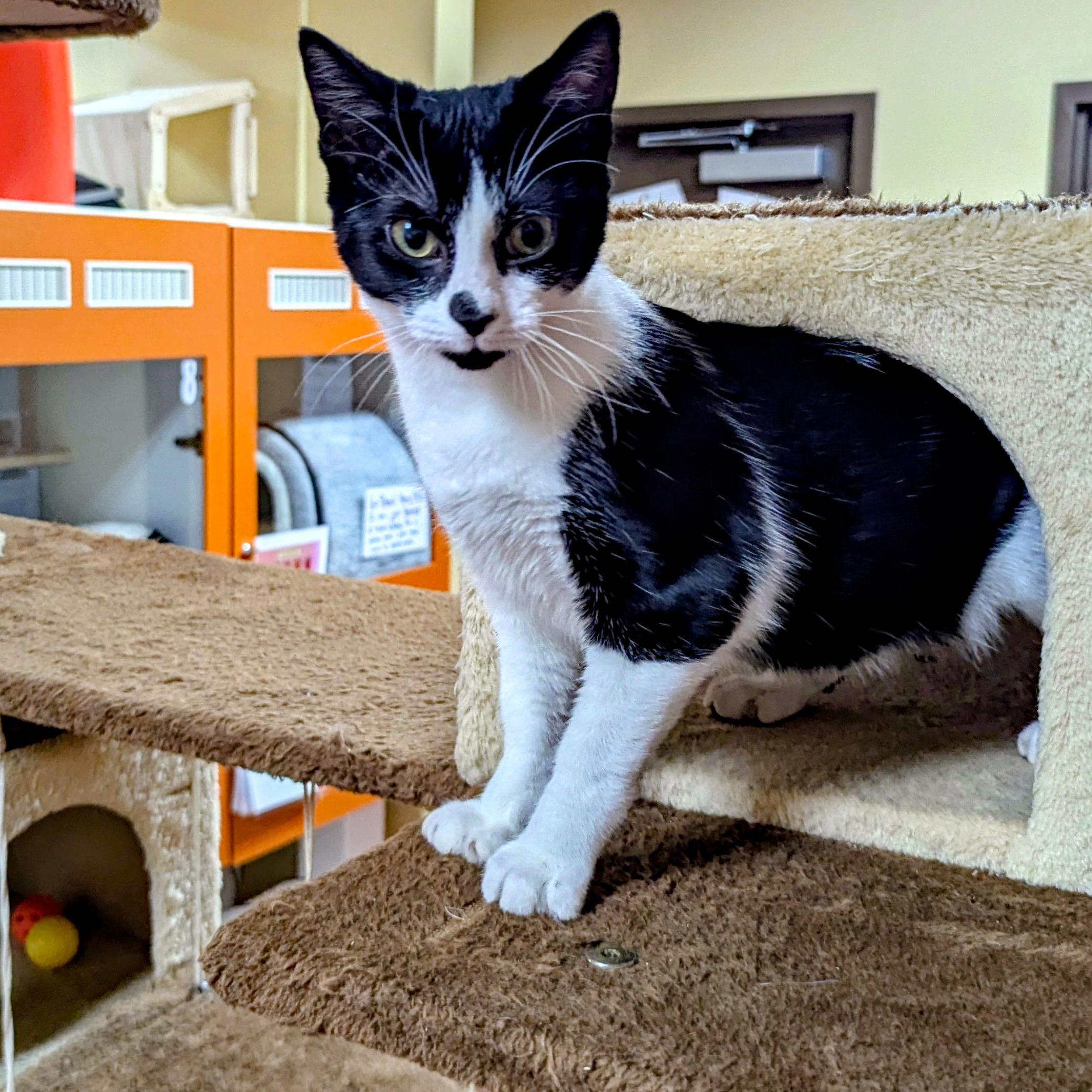 Gina, a ADOPTABLE Domestic Short Hair in Accident, MD image 2/5