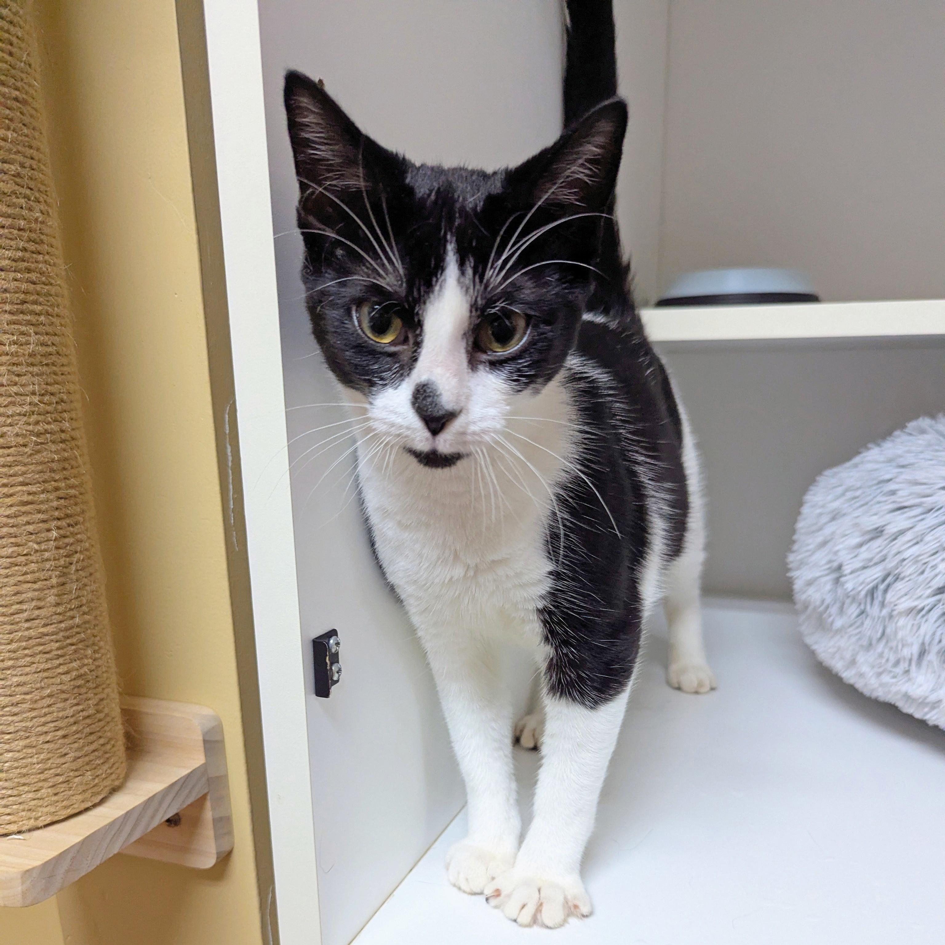 Gina, a ADOPTABLE Domestic Short Hair in Accident, MD image 3/5