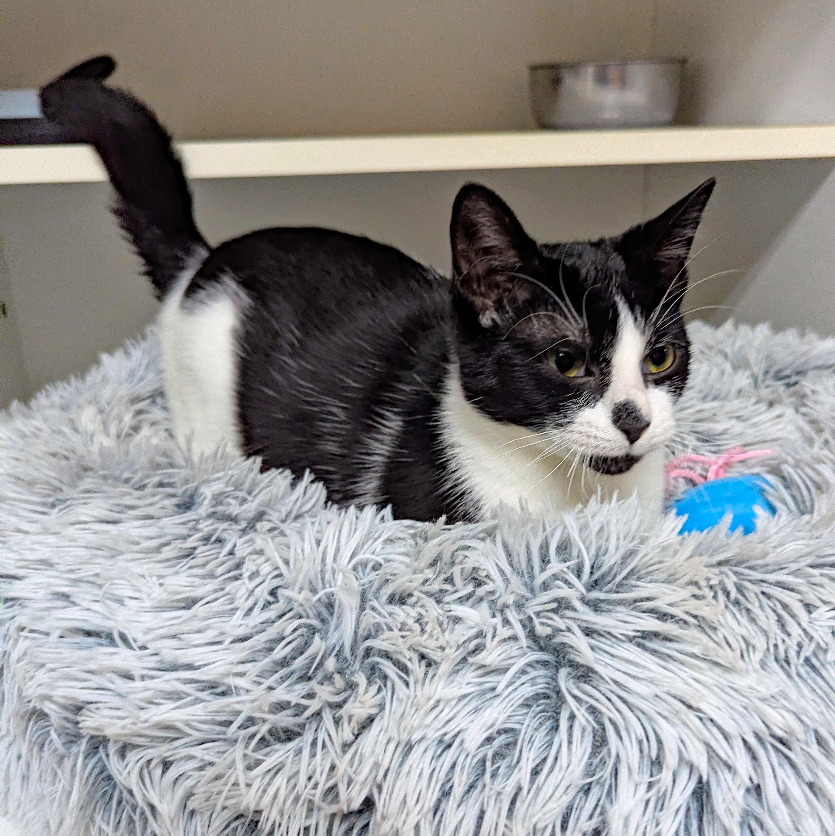 Gina, a ADOPTABLE Domestic Short Hair in Accident, MD image 4/5