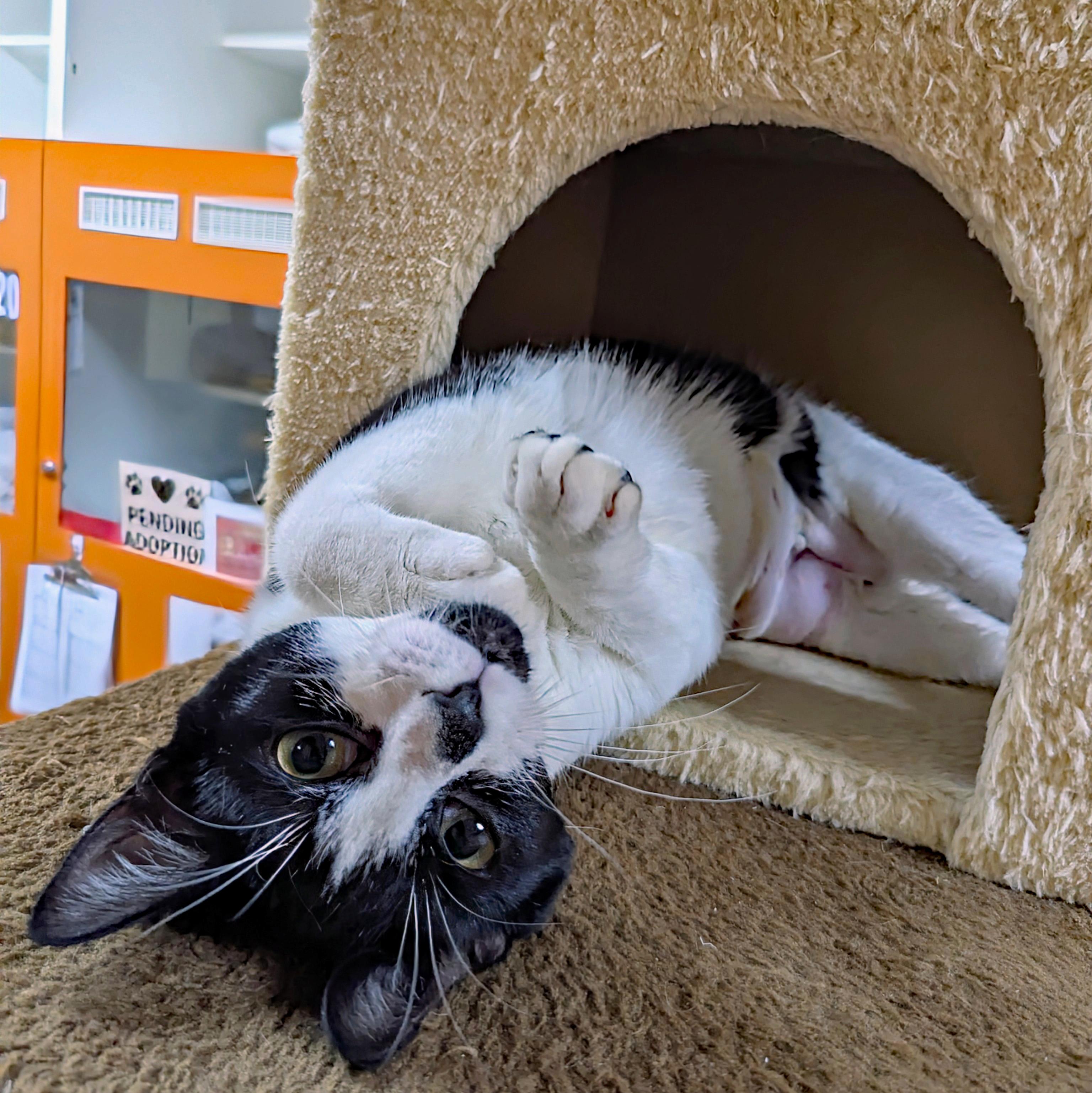 Gina, a ADOPTABLE Domestic Short Hair in Accident, MD image 5/5