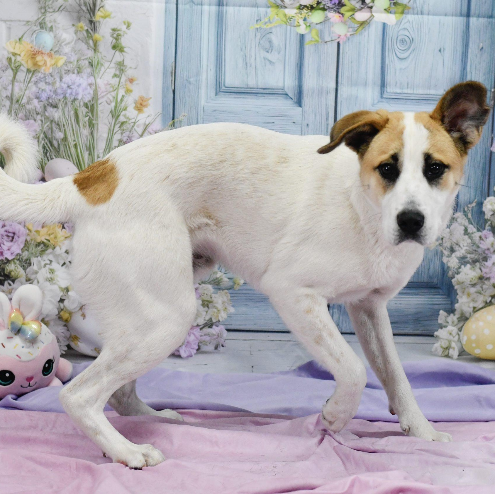 Enlarge Scooby, an adopted mixed breed in Defuniak Springs, FL image 1/1