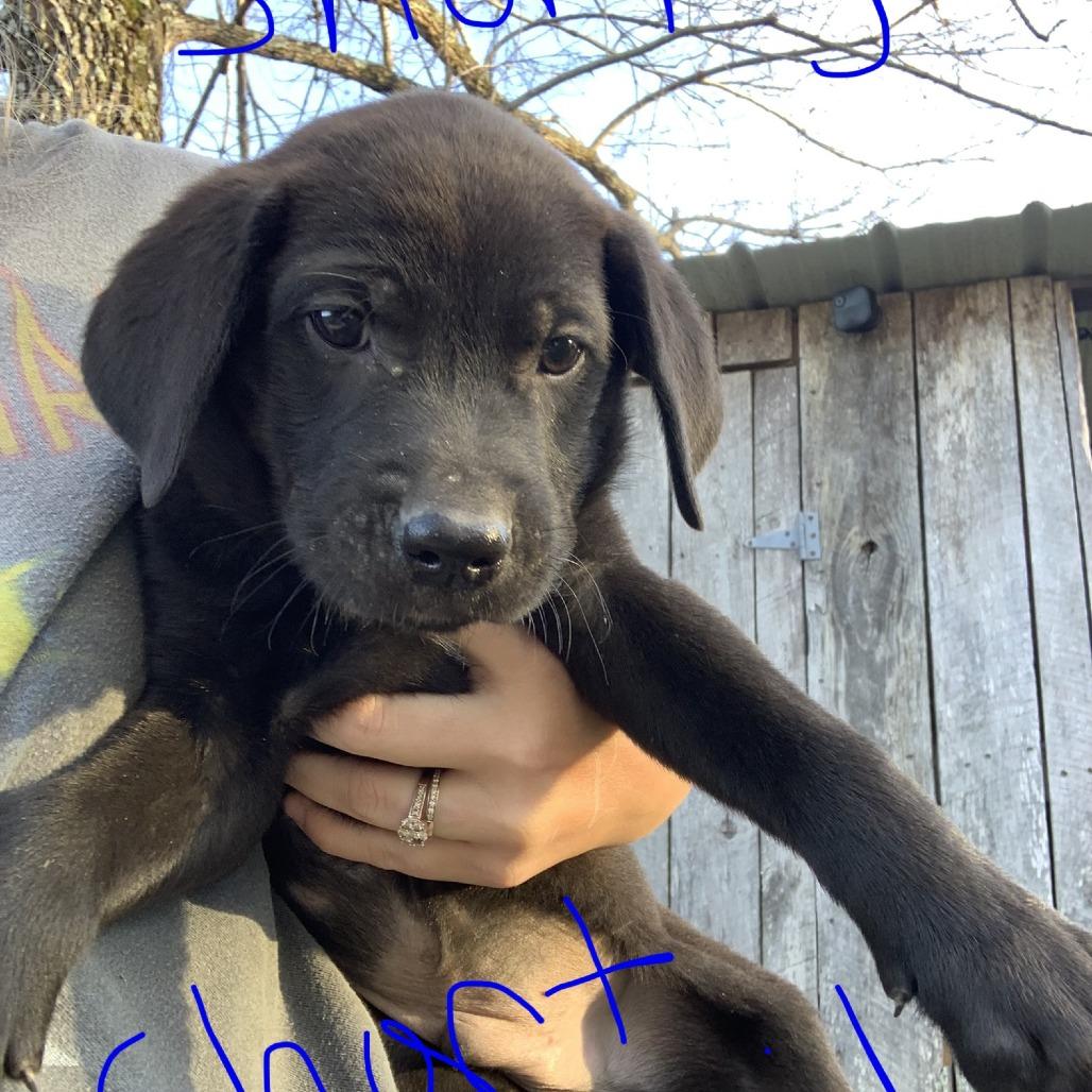 Shorty, Adoptable, Young Male Golden Retriever & Mixed Breed.
