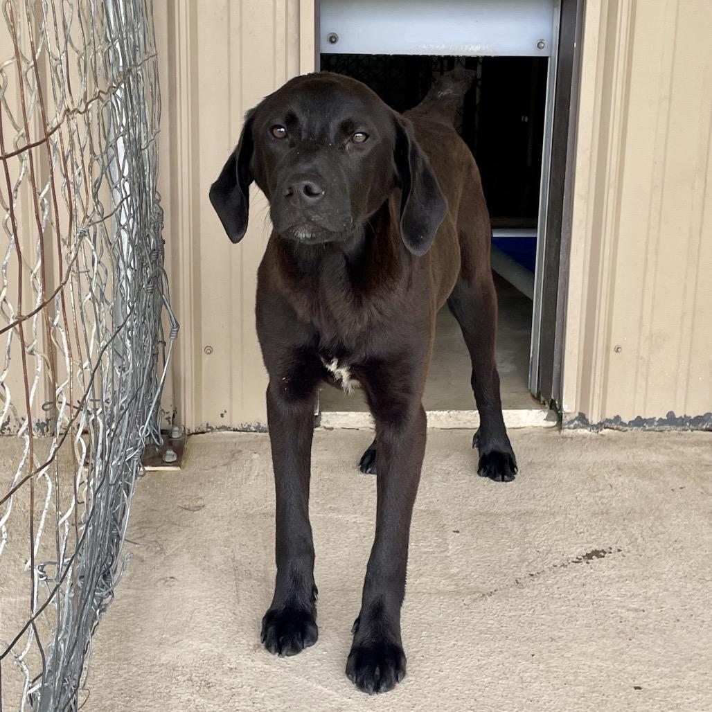 Enlarge Shorty, a Adoptable mixed breed in Hohenwald, TN image 2/2