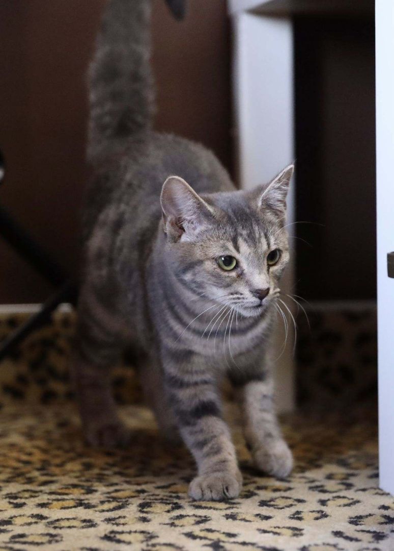 Betty - The Playful Tabby with a Heart of Gold! ?