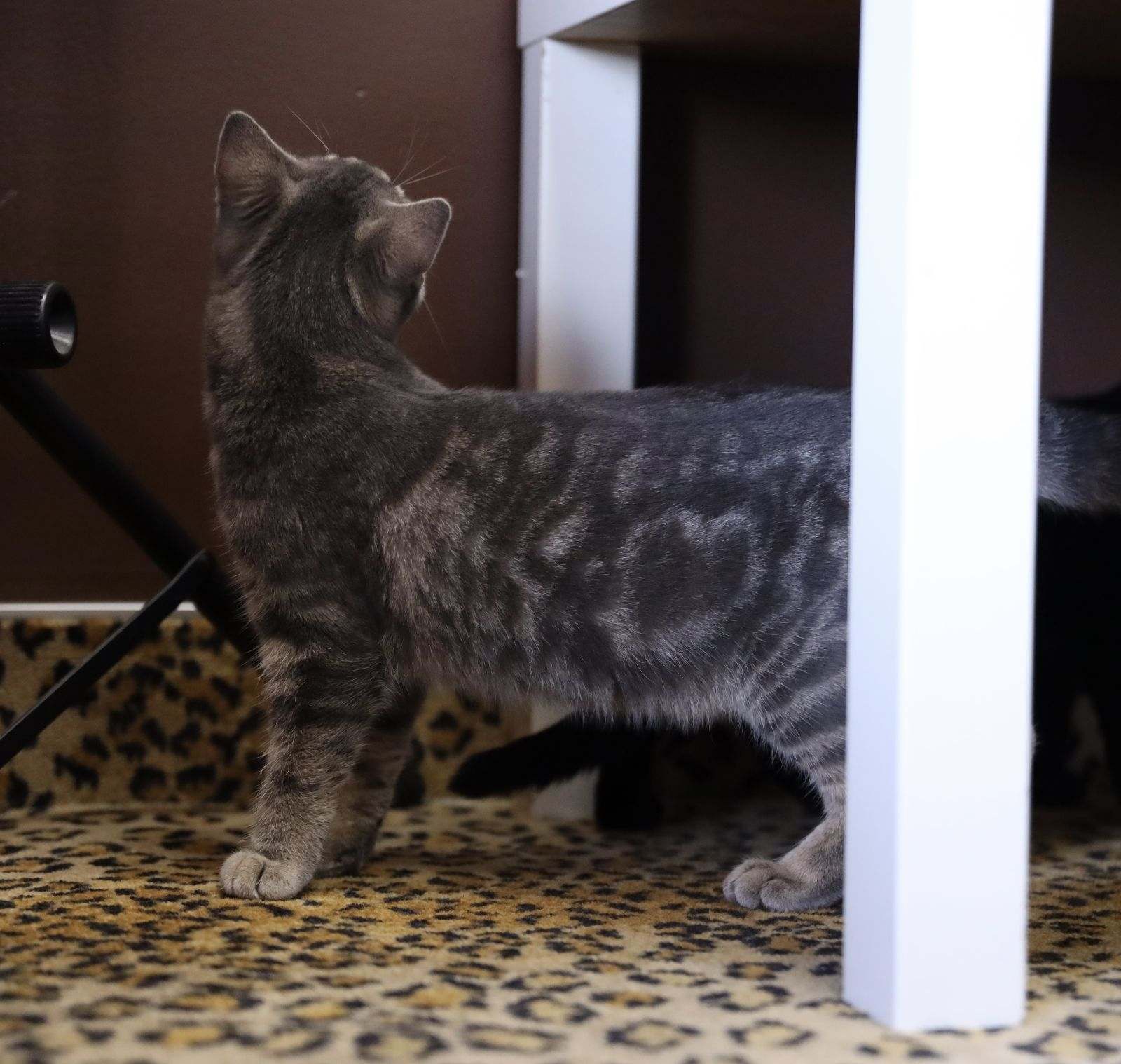 Betty - The Playful Tabby with a Heart of Gold! ?