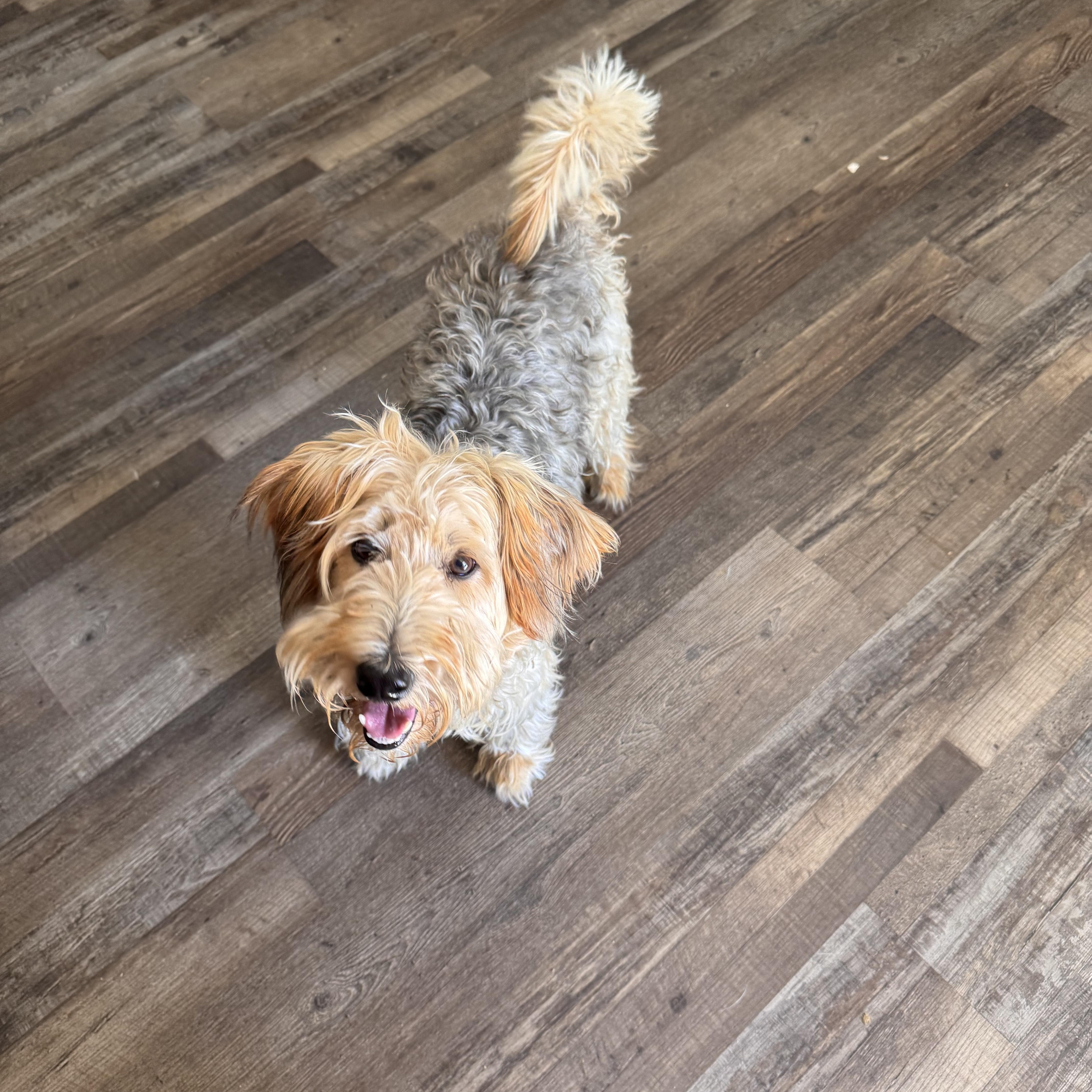 Dolly, an adoptable Schnoodle in Sequatchie, TN, 37374 | Photo Image 1