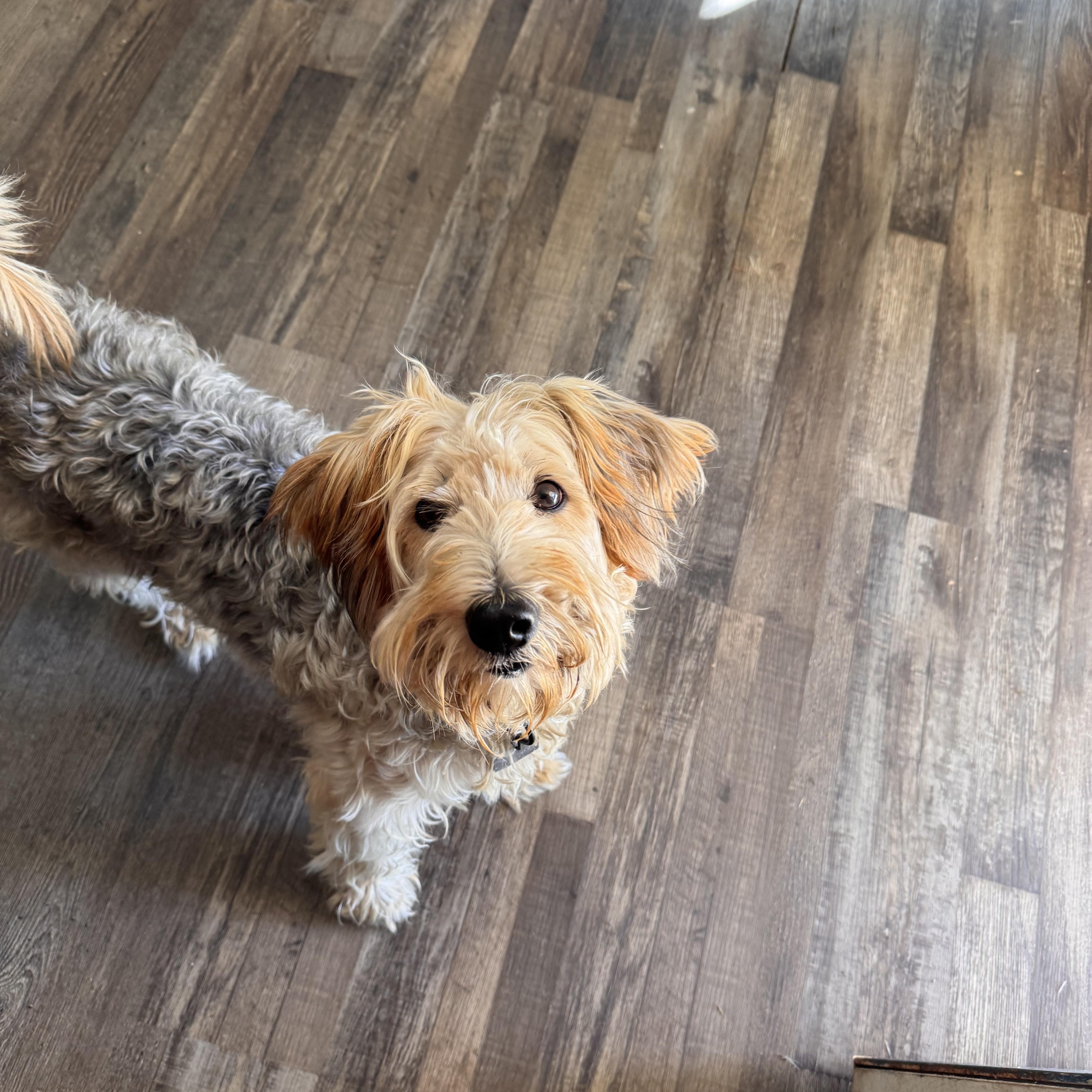 Dolly, an adoptable Schnoodle in Sequatchie, TN, 37374 | Photo Image 3