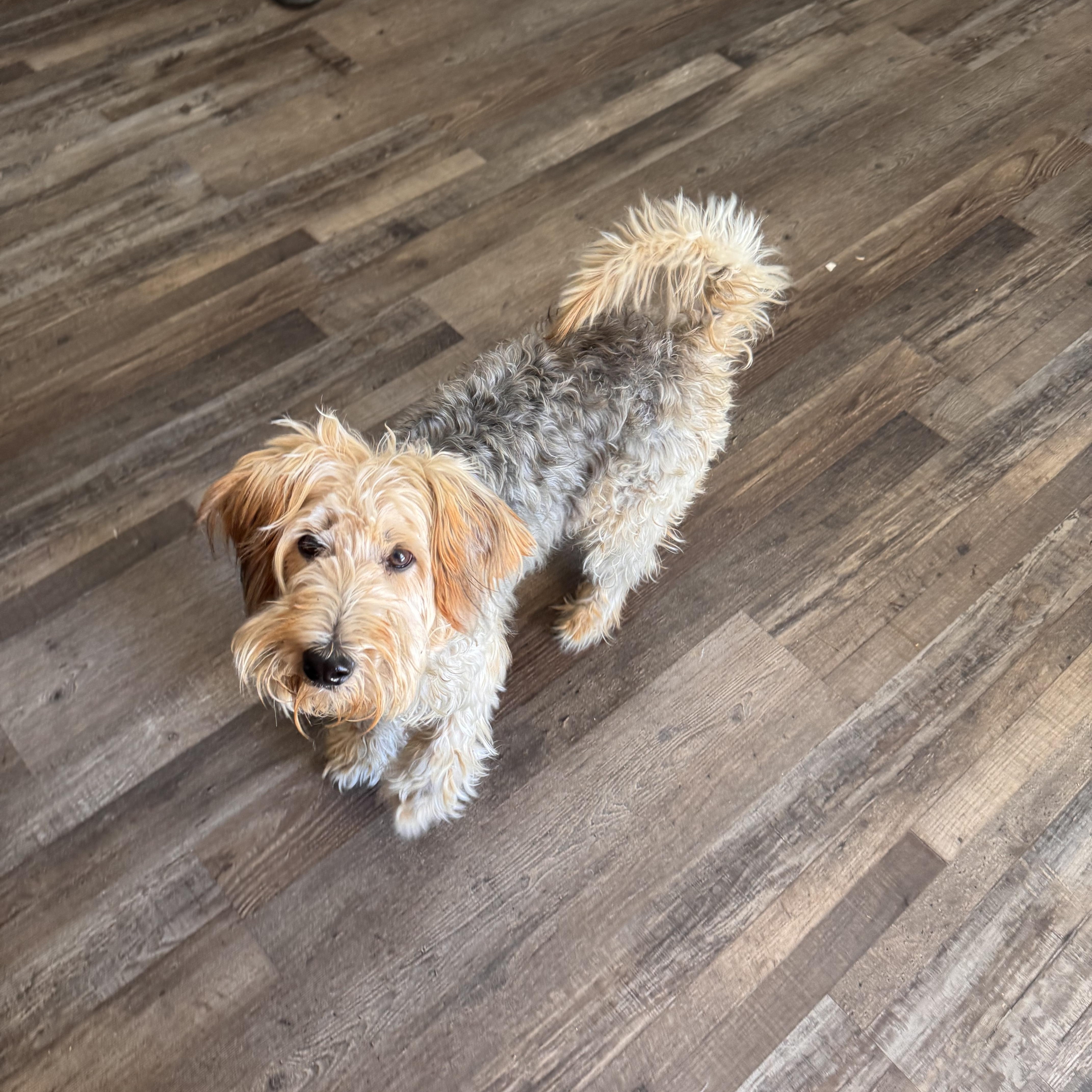 Dolly, an adoptable Schnoodle in Sequatchie, TN, 37374 | Photo Image 2