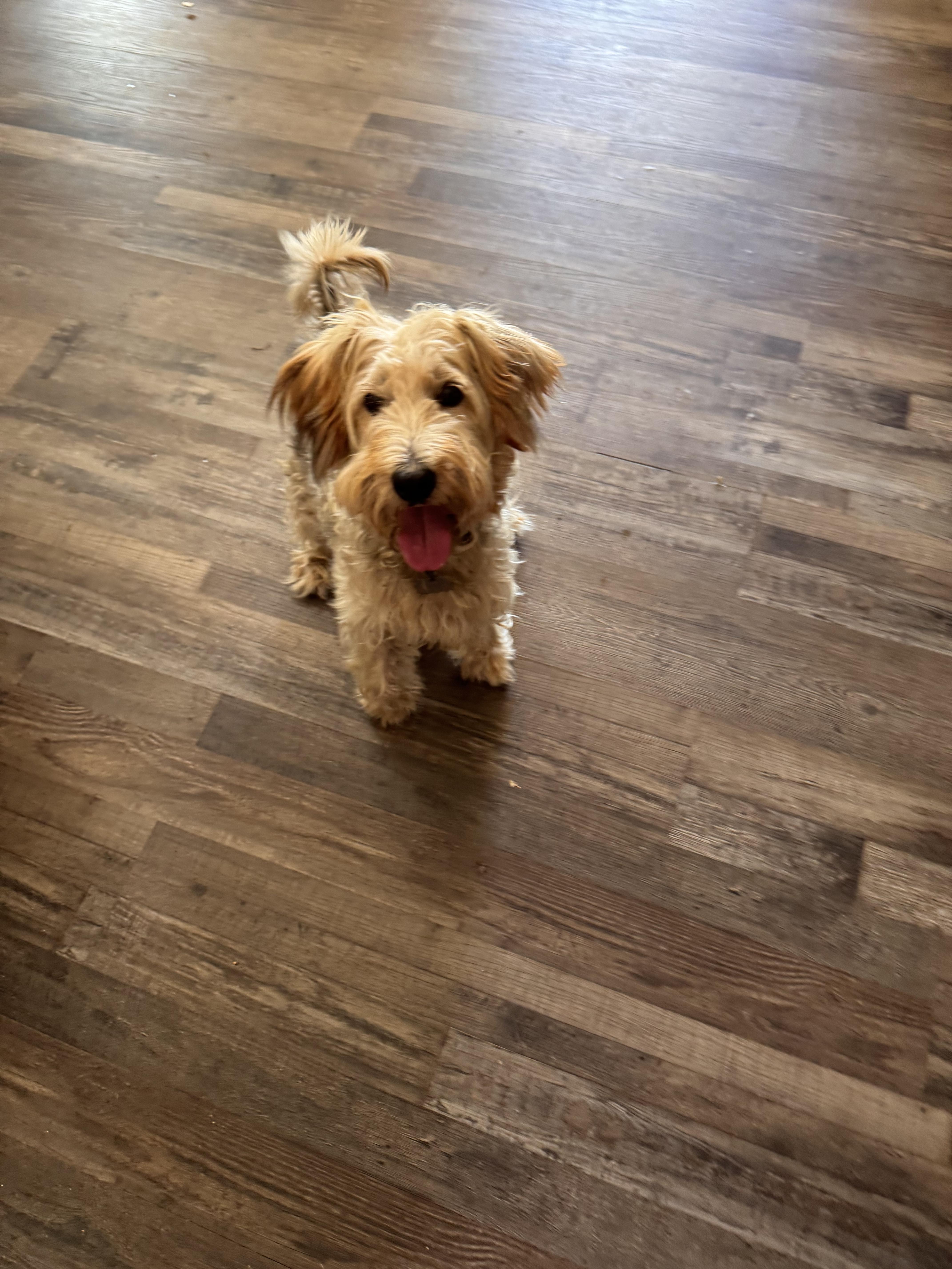 Dolly, an adoptable Schnoodle in Sequatchie, TN, 37374 | Photo Image 4